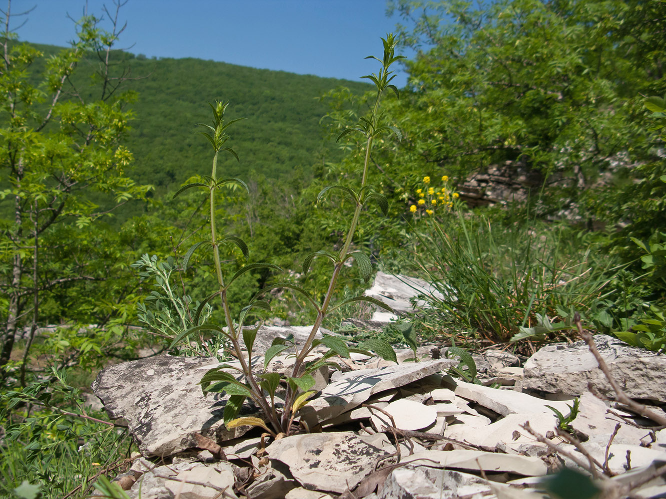 Image of genus Stachys specimen.