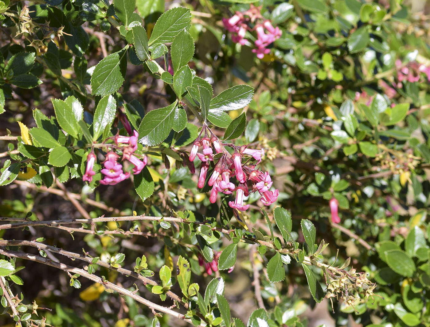 Image of Escallonia rubra specimen.