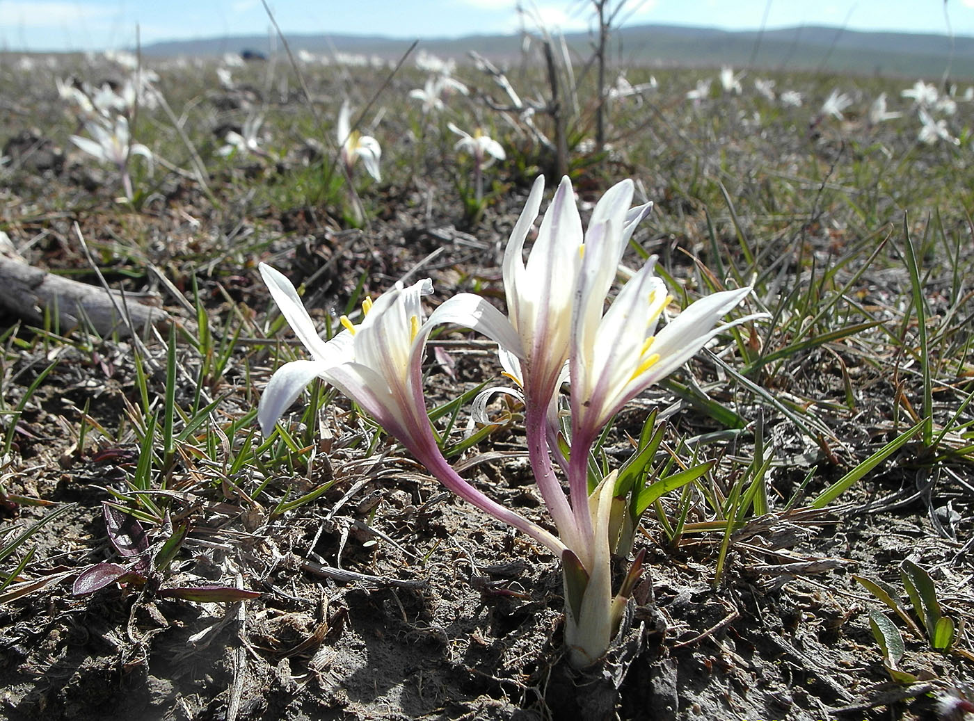 Изображение особи Colchicum kesselringii.