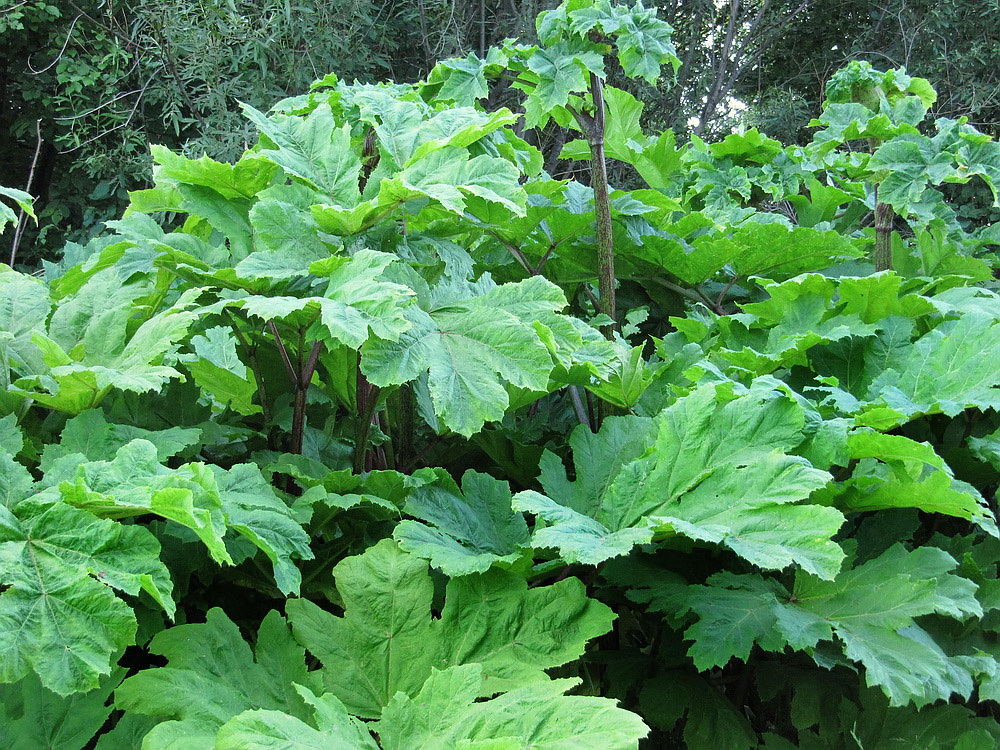 Image of Heracleum sosnowskyi specimen.