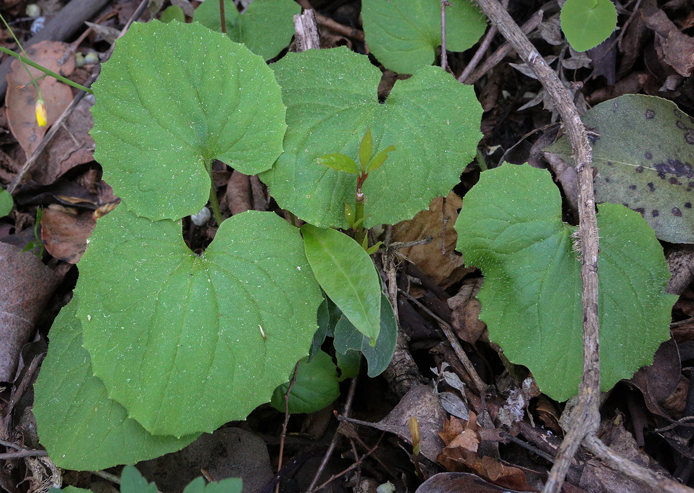 Изображение особи Doronicum orientale.