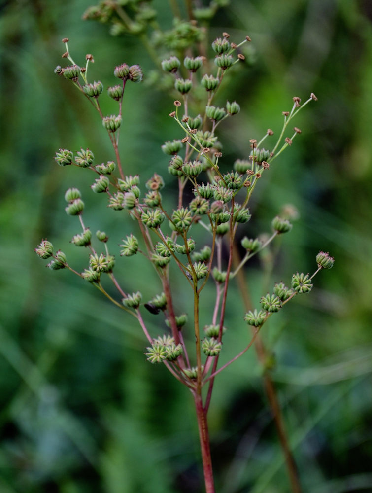 Image of Filipendula vulgaris specimen.