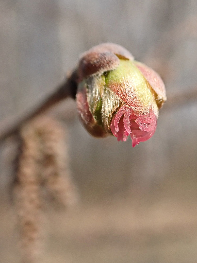 Image of Corylus mandshurica specimen.