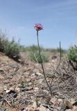 Allium caricifolium