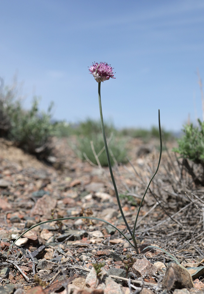 Изображение особи Allium caricifolium.