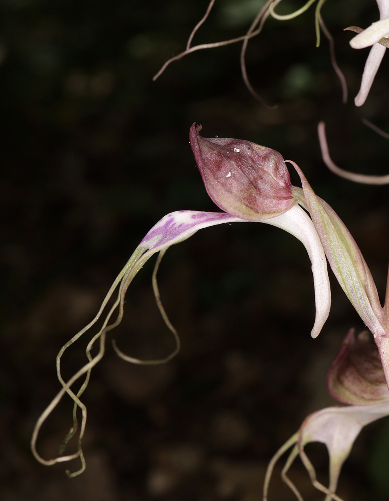 Изображение особи Himantoglossum comperianum.