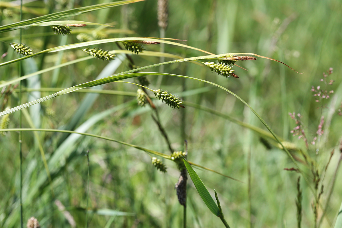 Изображение особи Carex pallescens.