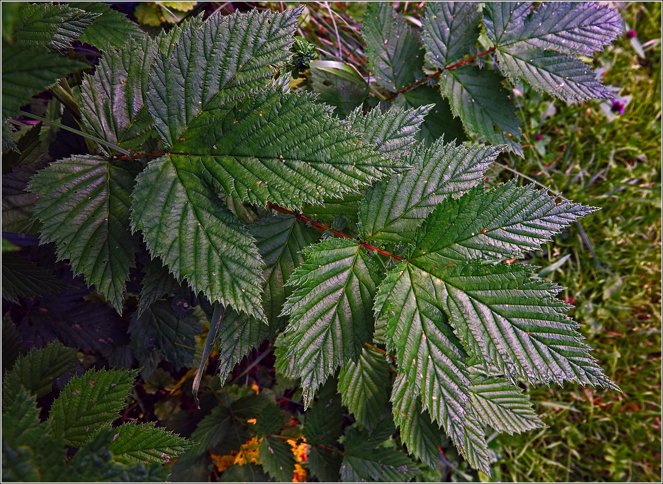 Image of Filipendula ulmaria specimen.