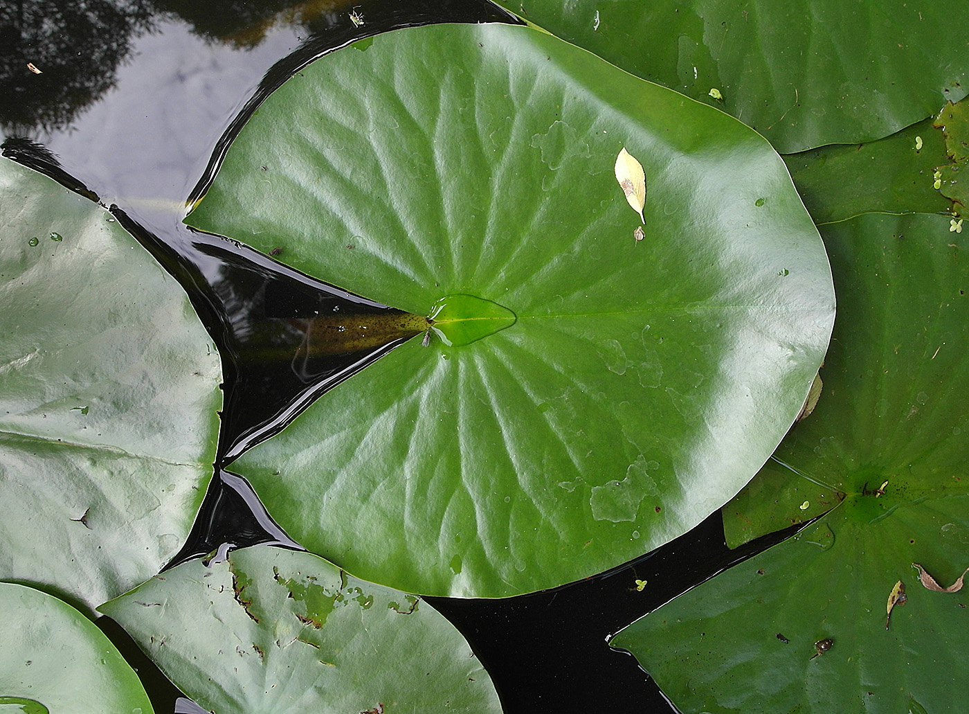 Изображение особи Nymphaea alba.