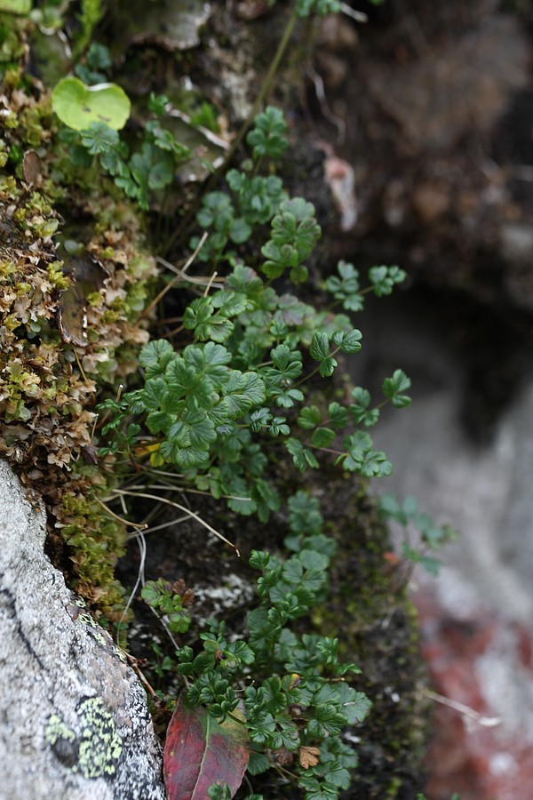 Image of Thalictrum alpinum specimen.