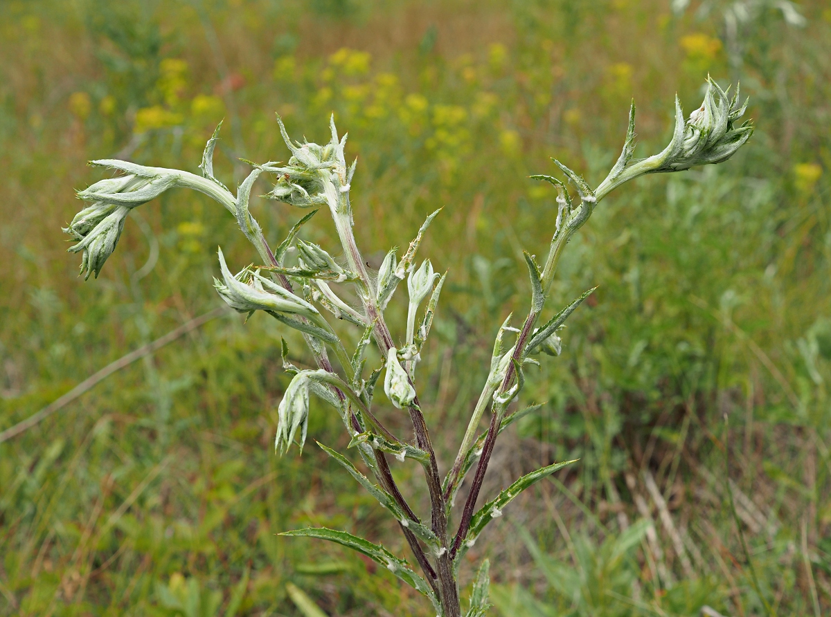 Image of Carlina biebersteinii specimen.