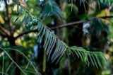 Cephalotaxus harringtonia