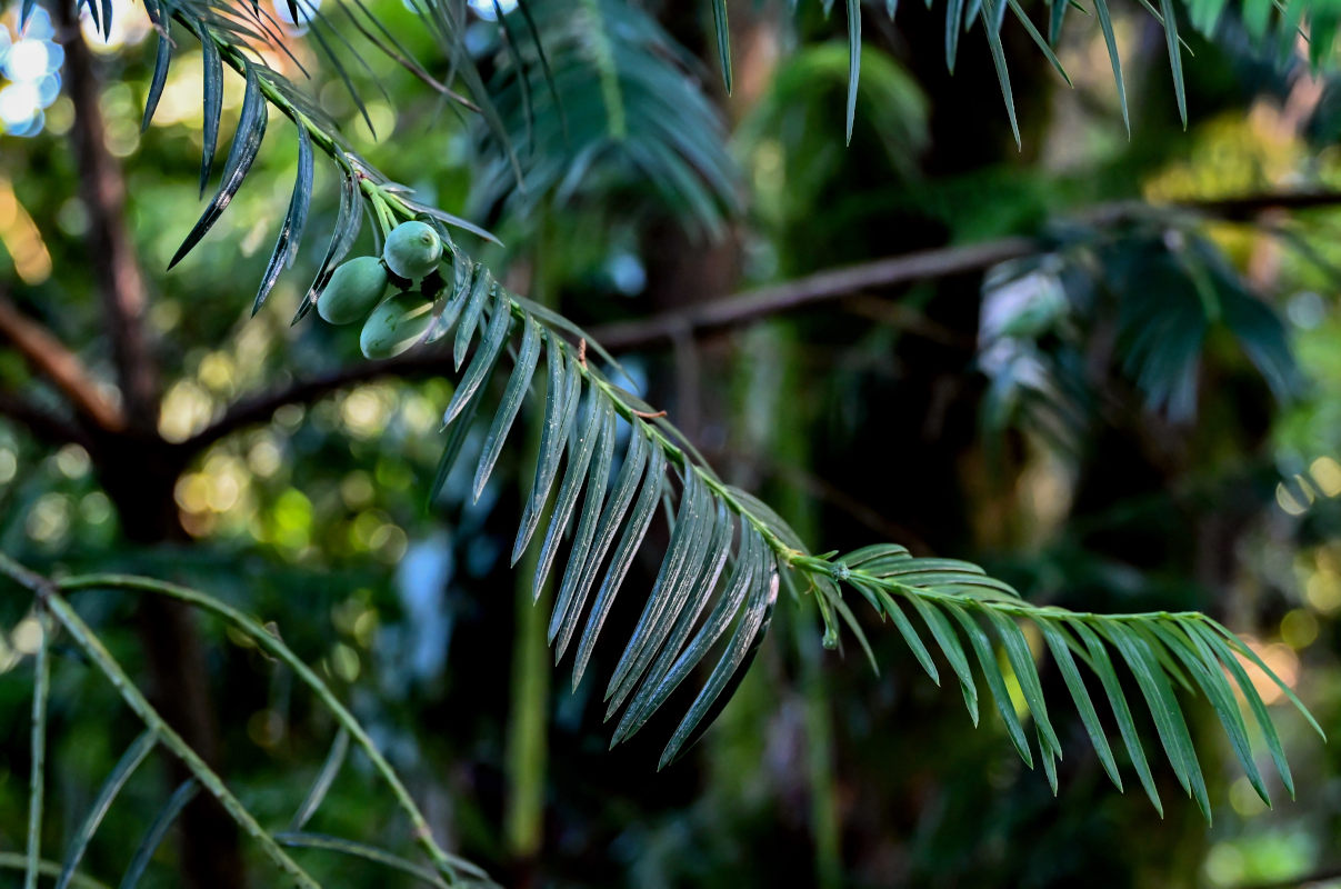 Изображение особи Cephalotaxus harringtonia.