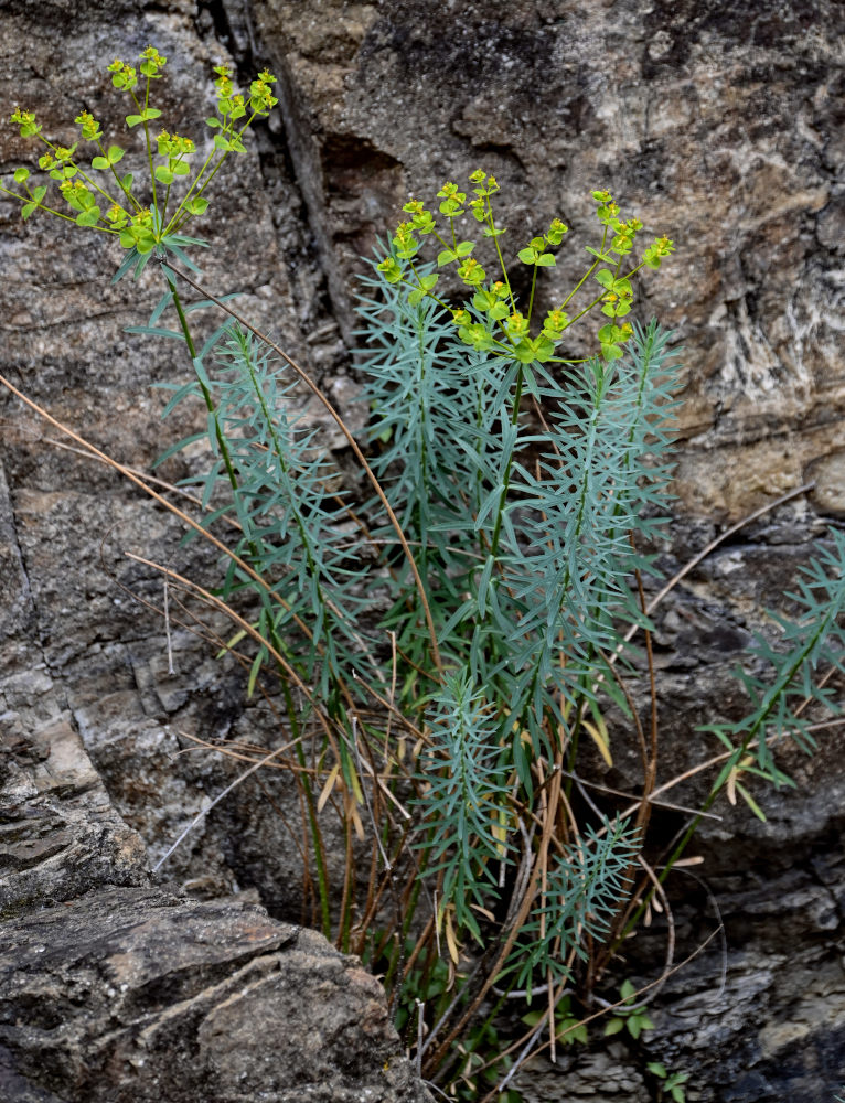 Image of Euphorbia orientalis specimen.