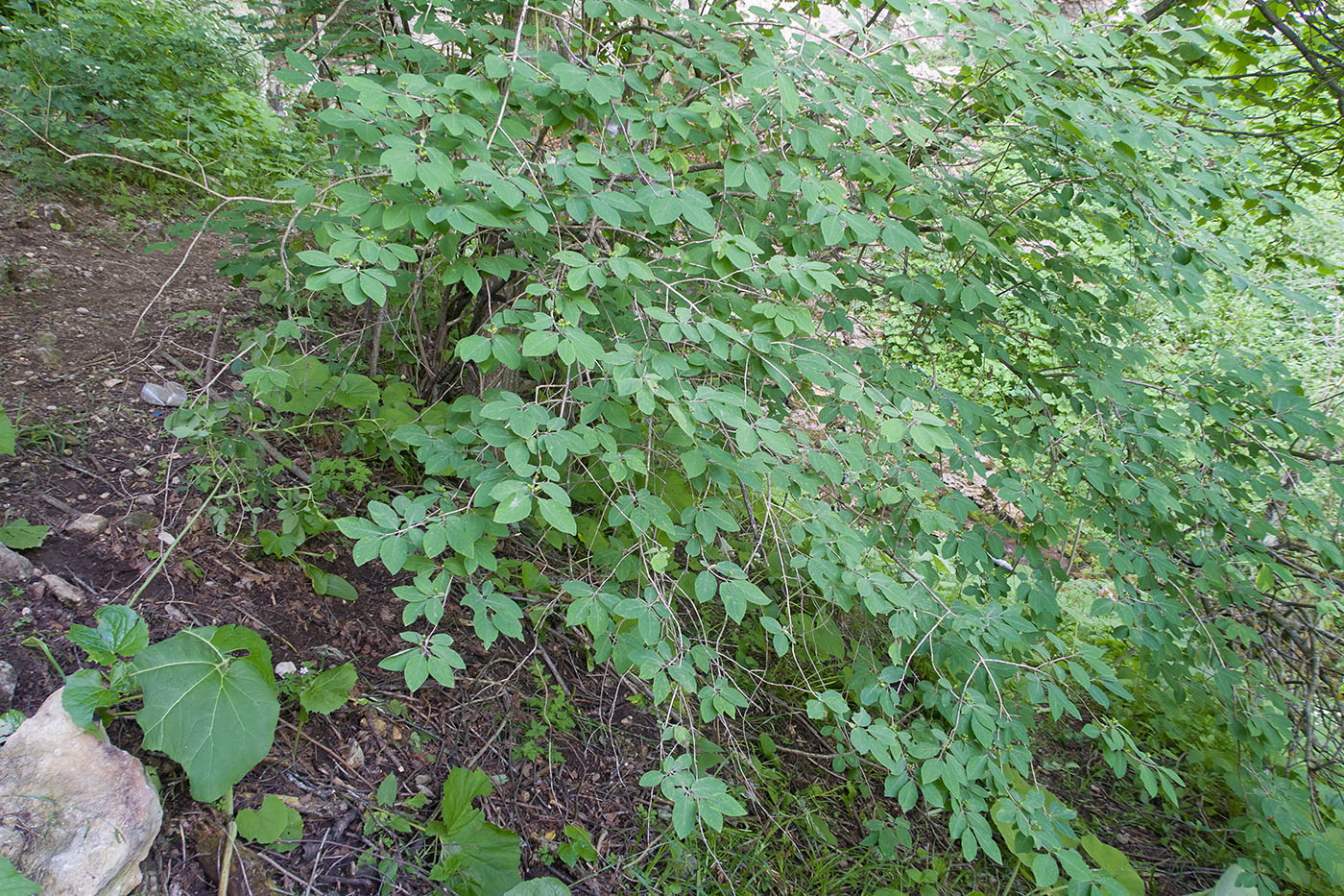 Image of Lonicera steveniana specimen.