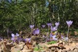 Crocus speciosus