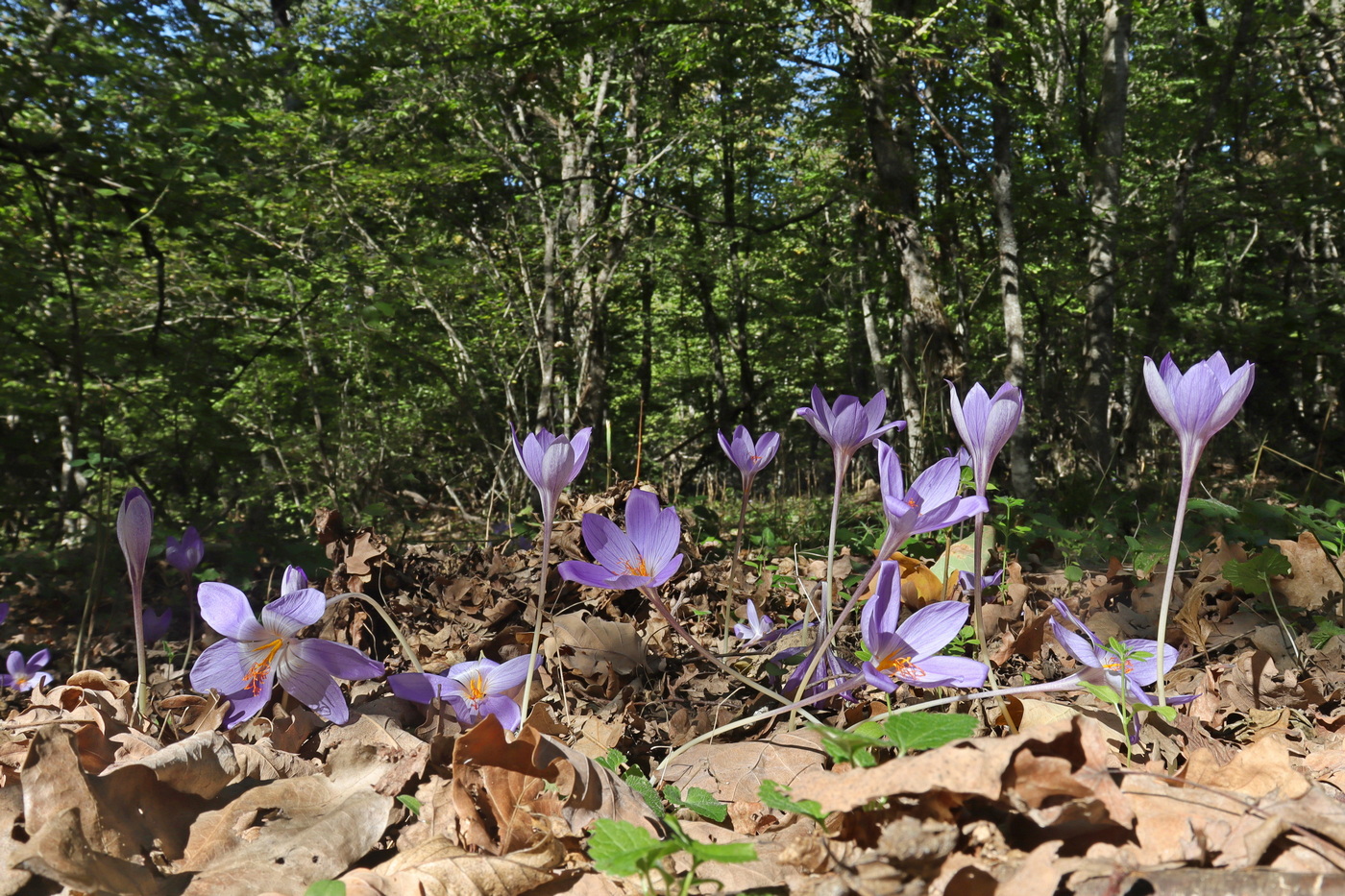 Изображение особи Crocus speciosus.