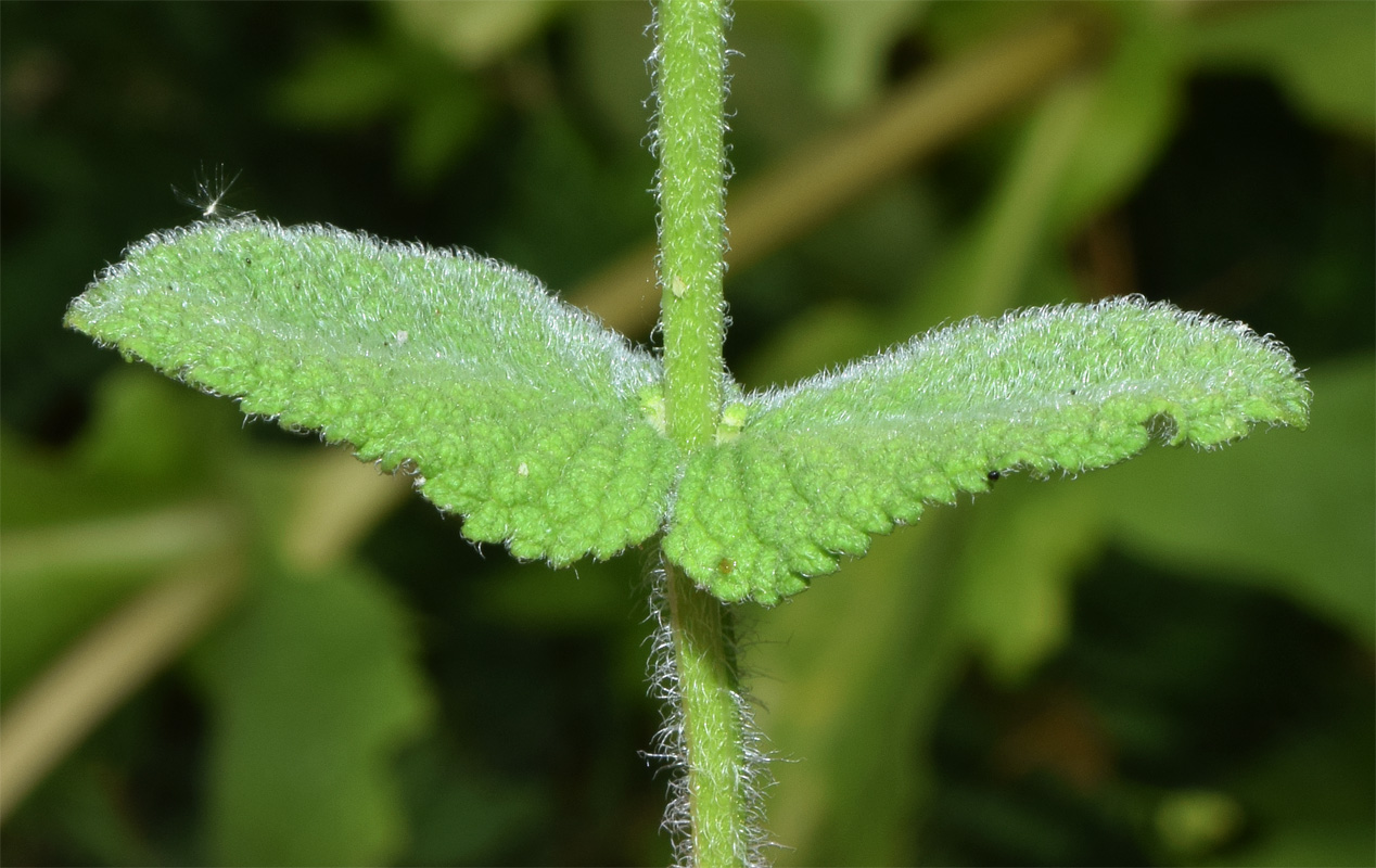 Image of Mentha suaveolens specimen.