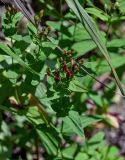 Hypericum erectum. Верхушки побегов с соплодиями и отцветшими цветками. Сахалин, гор. округ Долинский, мыс Острый, приморский луг. 13.08.2023.