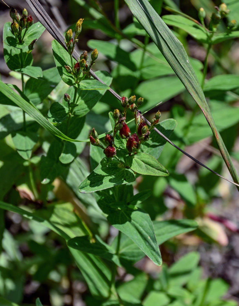 Image of Hypericum erectum specimen.