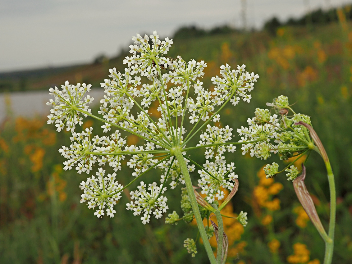 Изображение особи Pimpinella saxifraga.