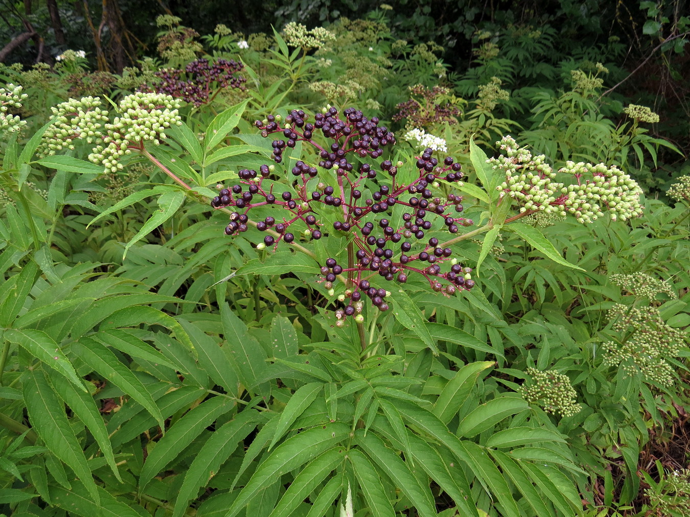 Image of Sambucus ebulus specimen.