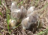 Pulsatilla patens