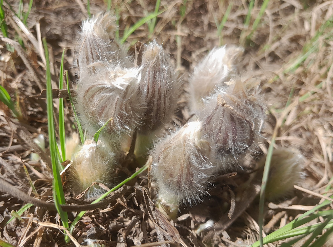 Image of Pulsatilla patens specimen.