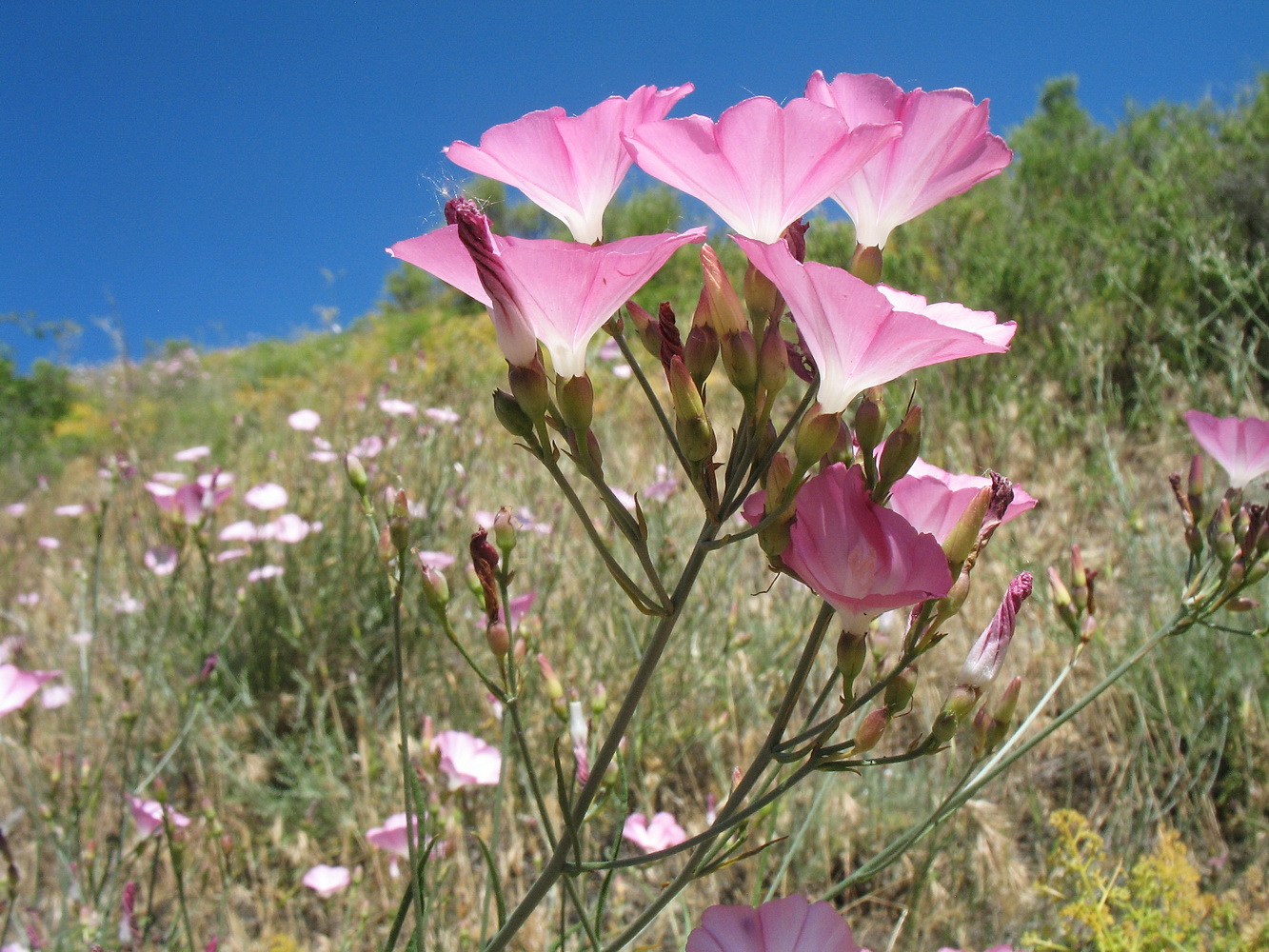 Изображение особи Convolvulus pseudocantabrica.