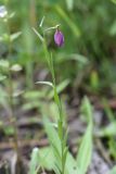 Polygala caucasica. Цветущее растение. Чечня, Шаройский р-н, долина р. Цесиахк, рядом с домом Мансура, выс. ок. 1500 м н.у.м., луг. 28 июня 2024 г.