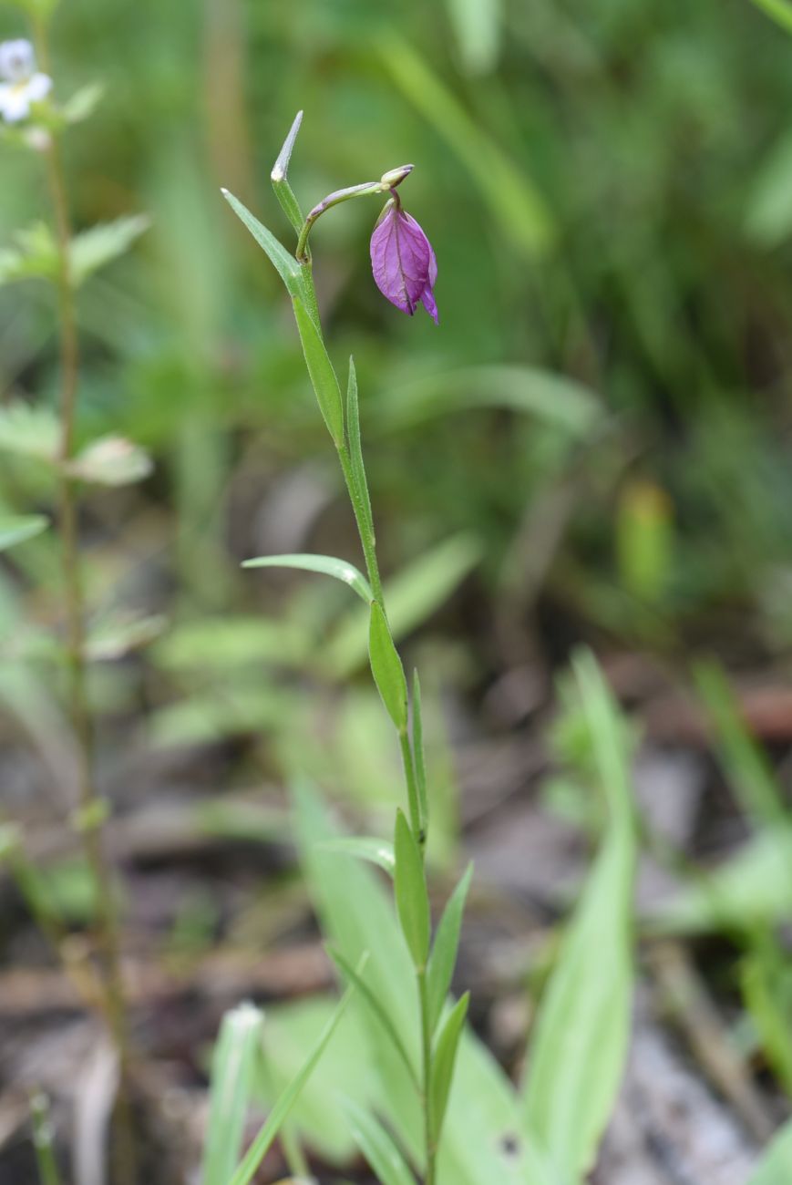 Изображение особи Polygala caucasica.