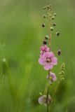 Verbascum phoeniceum