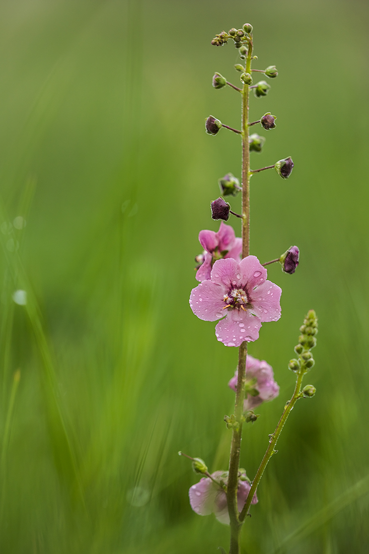 Изображение особи Verbascum phoeniceum.