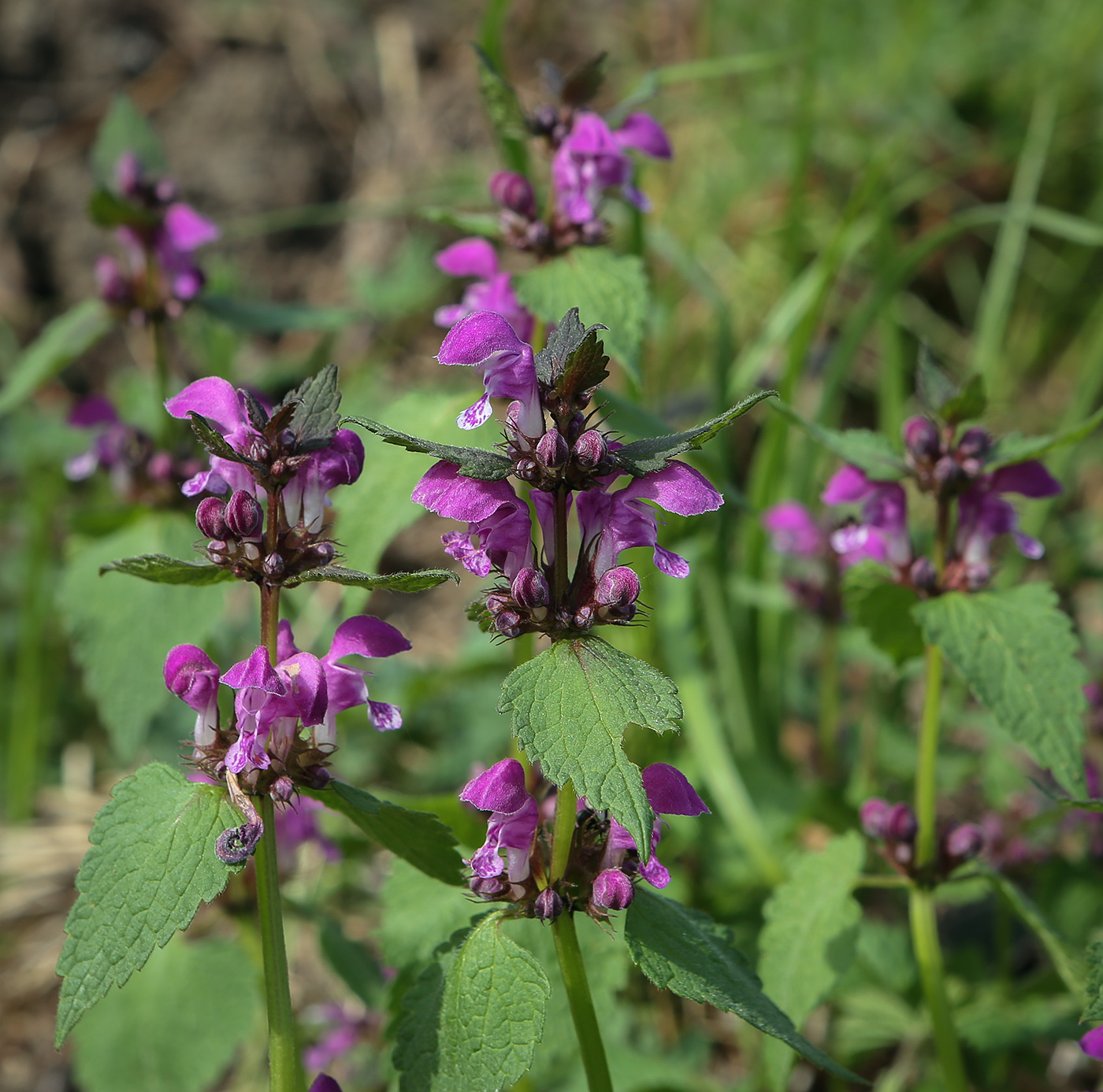 Image of Lamium maculatum specimen.