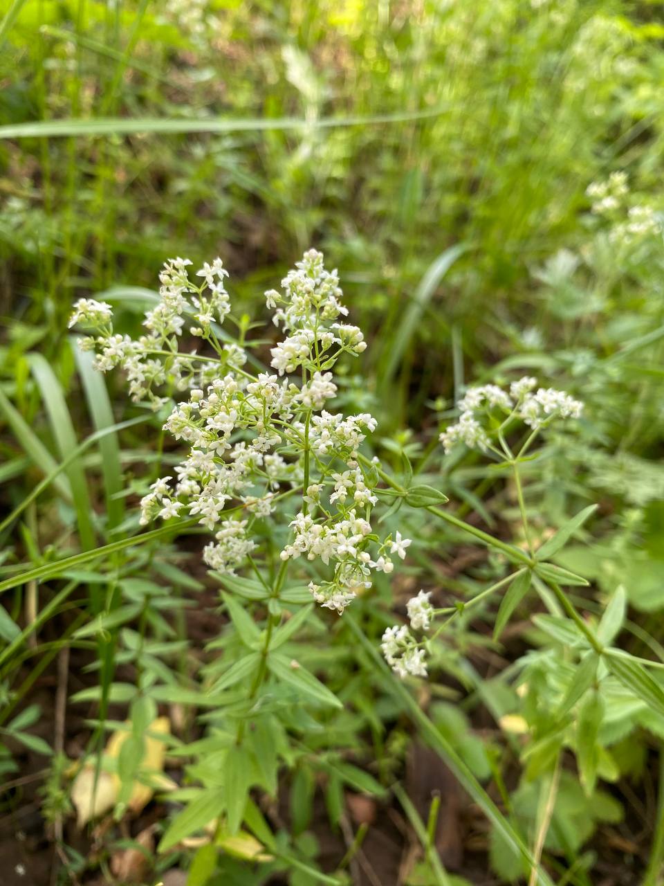Изображение особи Galium boreale.