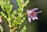 Calluna vulgaris