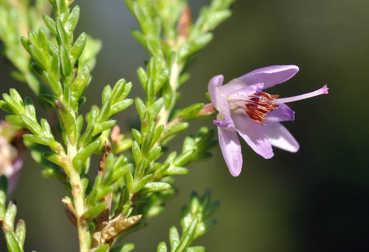 Image of Calluna vulgaris specimen.