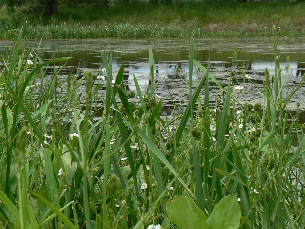 Image of genus Sparganium specimen.