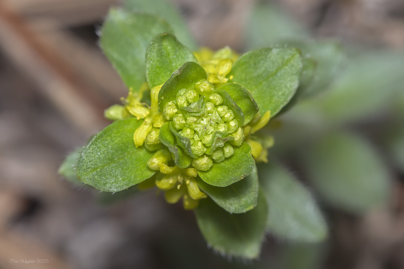 Изображение особи Cruciata laevipes.