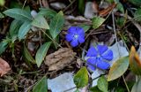 View full-size image Vinca minor