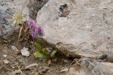 Смотреть изображение Psylliostachys suworowii