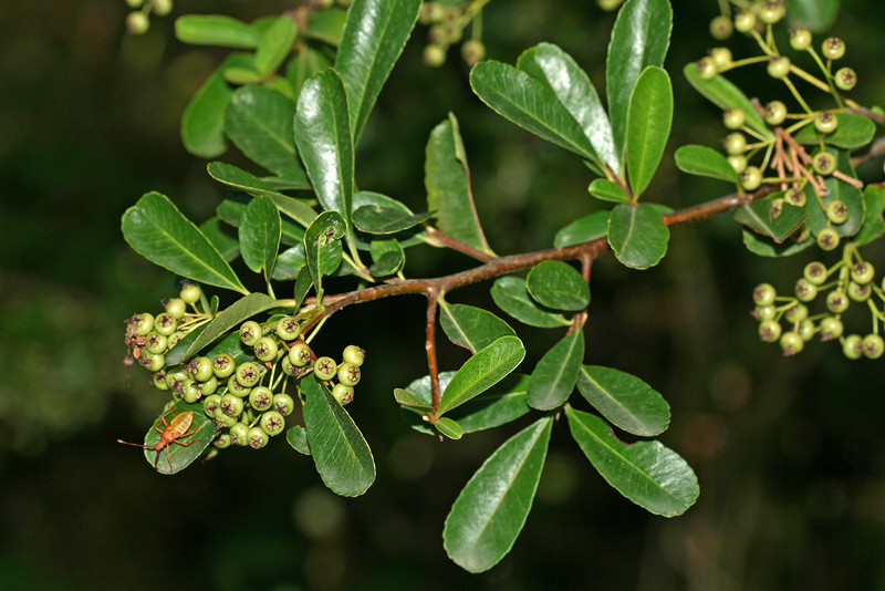 Image of Pyracantha coccinea specimen.