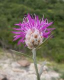View full-size image Centaurea sarandinakiae