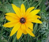 View full-size image Rudbeckia hirta