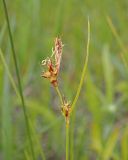 Смотреть изображение Carex supina