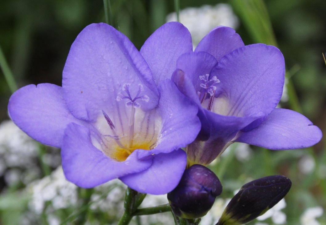 Image of genus Freesia specimen.