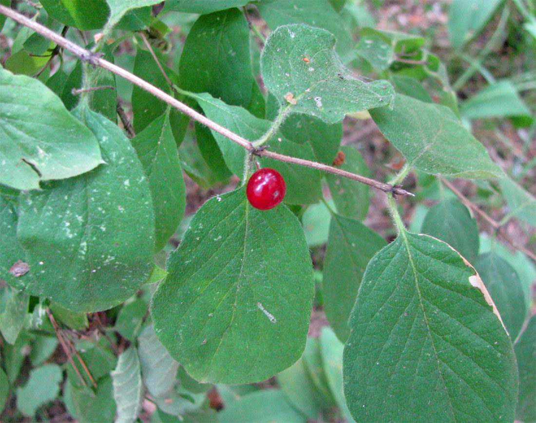 Изображение особи Lonicera xylosteum.