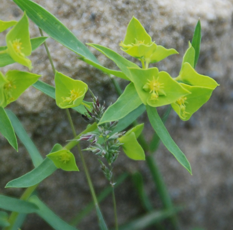 Image of Euphorbia taurinensis specimen.