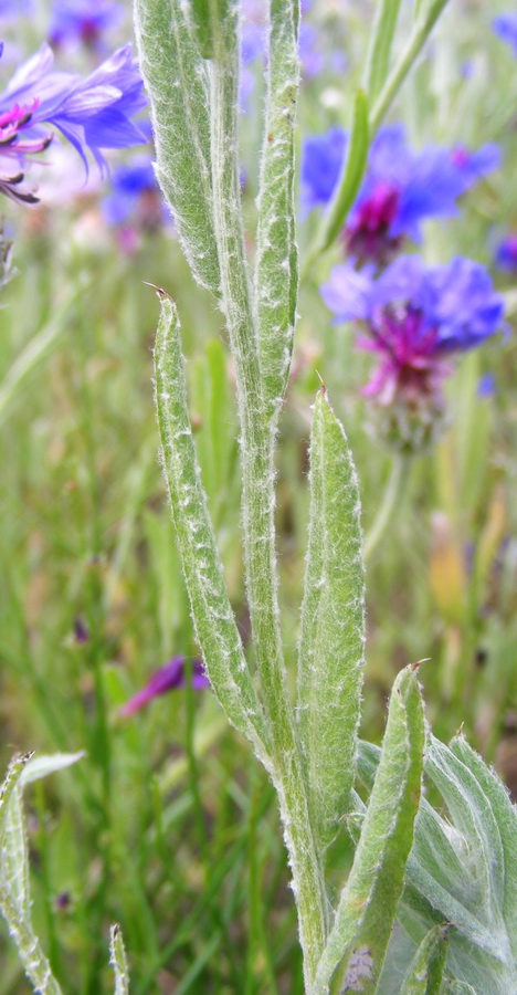 Image of Centaurea depressa specimen.