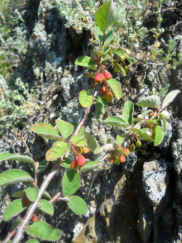 Image of Cotoneaster melanocarpus specimen.